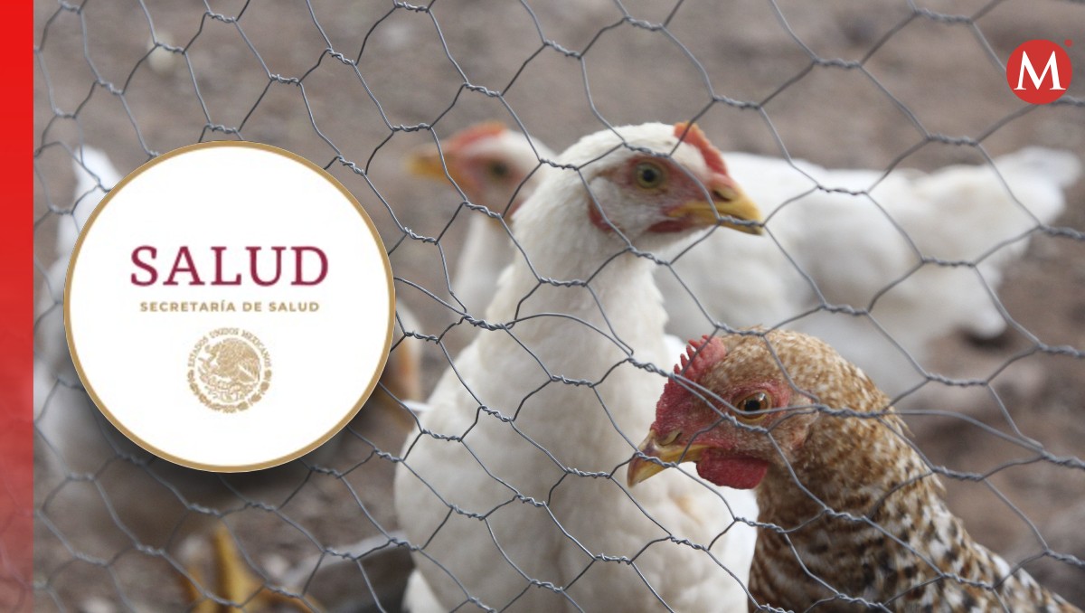 Primer caso confirmado de gripe aviar H5N1 en México; esto dice la Ssa | Especial