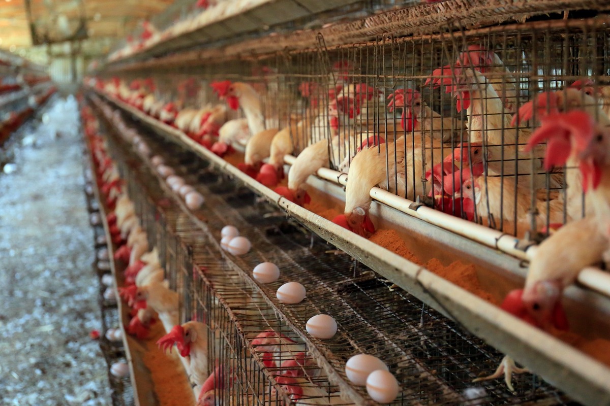 En la región de las américas se han confirmado 72 contagios, 26 relacionados con aves de corral. | Foto: (Rolando Riestra)