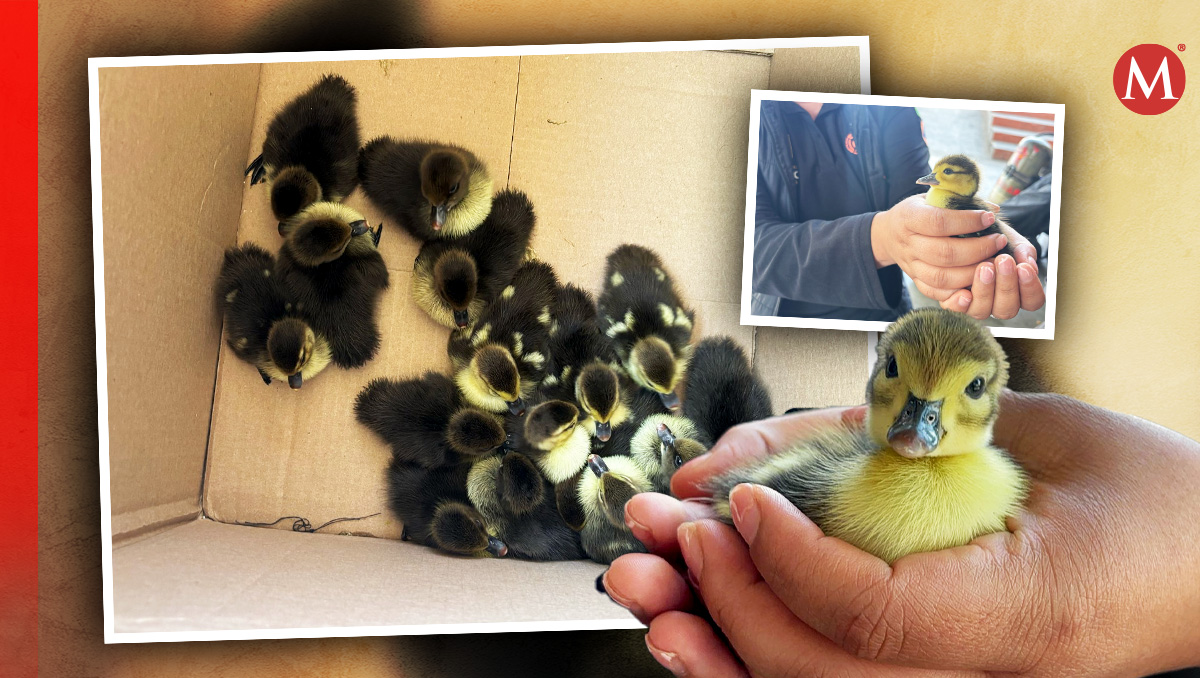 En total fueron 17 los patitos rescatados. Fotos: Erik Solheim