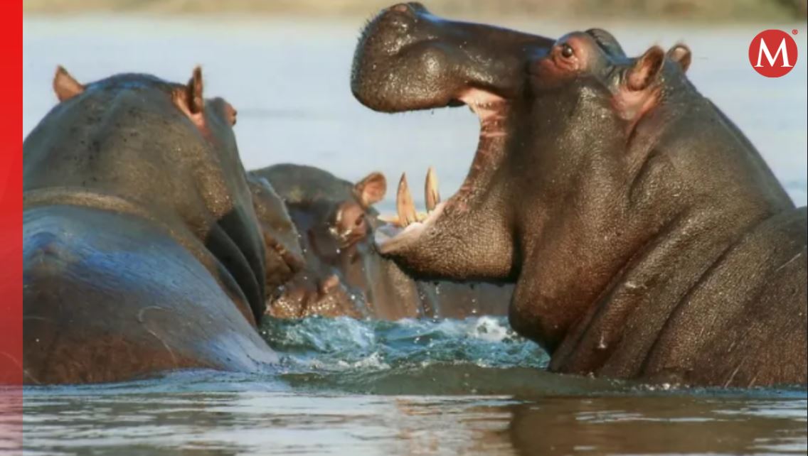 Hipopótamos y otros mamíferos ya han sido víctimas del ántrax en Virunga y otros parques naturales de África.|Especial