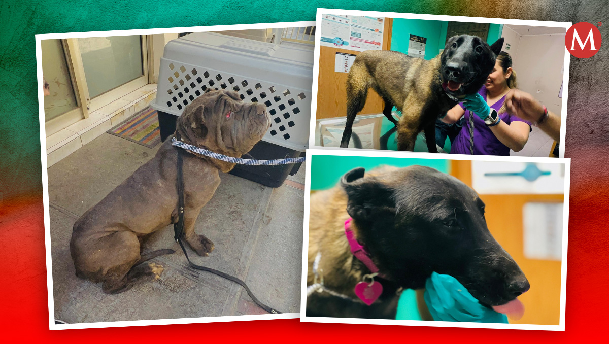 Los perritos fueron hidratados por personal de la veterinaria, mientras que PC supervisó su valoración | Especial