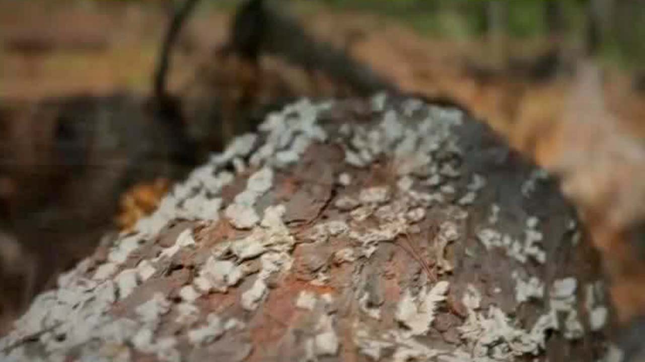 Plaga de escarabajo descortezador daña la biosfera 'La Sepultura' en Chiapas | Milenio Hábitat