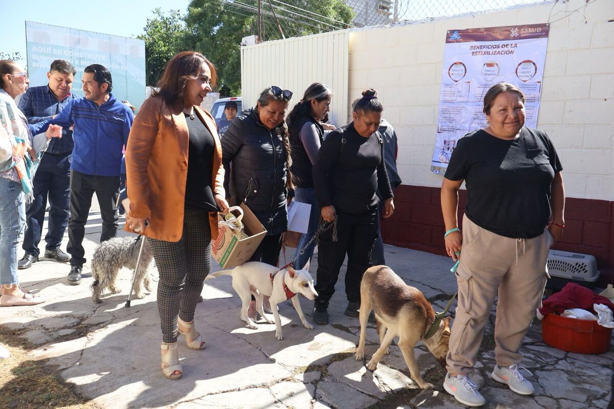 Esterilizaciones caninas y féminas en Actopan. (Cortesía)