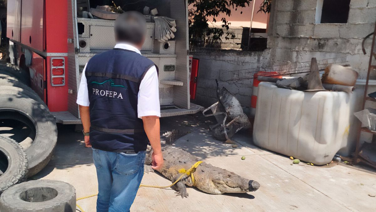 Los animales resguardados eran un cocodrilo de pantano y una serpiente corredora. (Profepa)