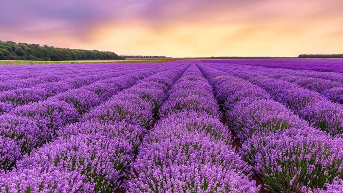 Campos de lavanda.