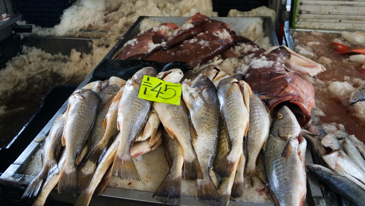 El contenido proteico de los pescados y mariscos oscila entre el 15 y el 20 por ciento. (Foto: Cuartoscuro)