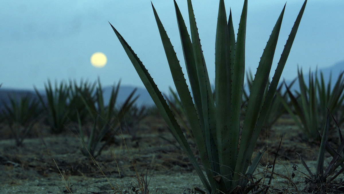 La venta de mezcal trasciende tiempo y adversidad. Las mezcaleras siguen produciendo en medio de la violencia y el mercado | Especial