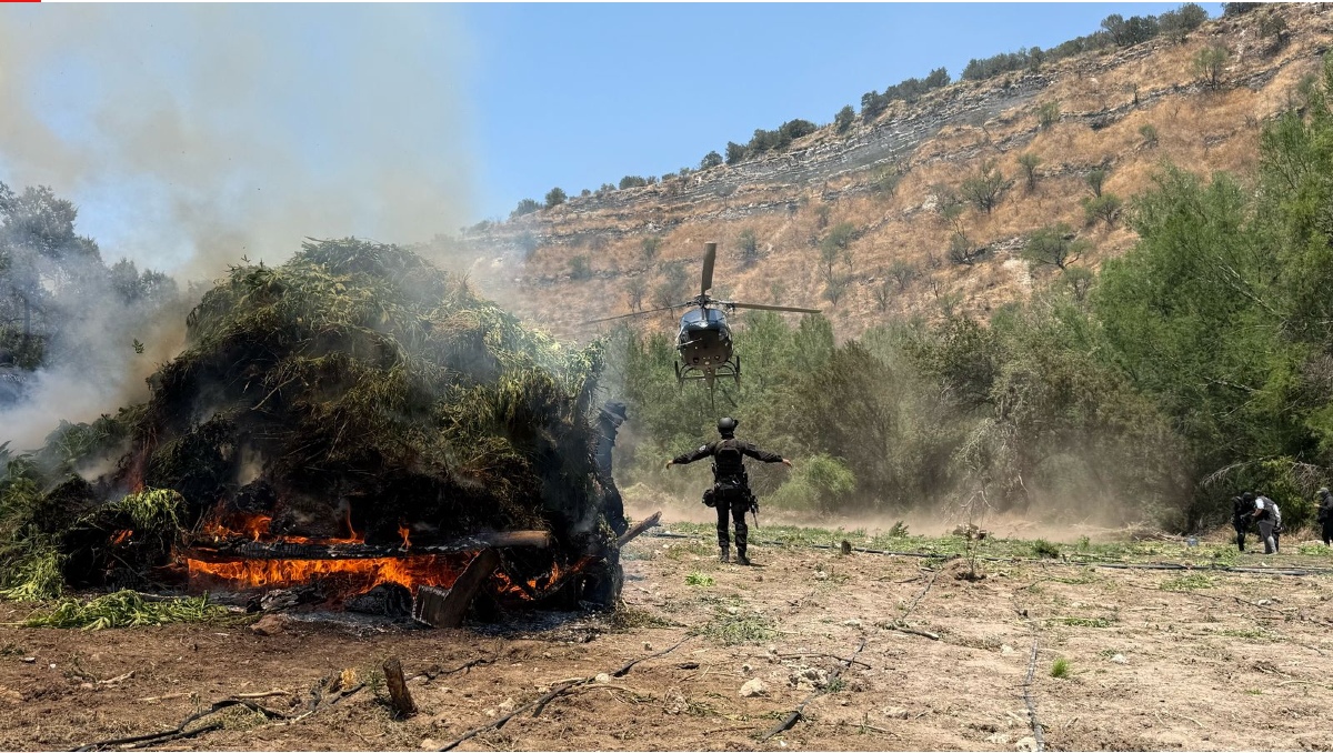Alrededor de 100 elementos de seguridad llevaron a cabo la destrucción de los plantíos (Foto: Cortesía)