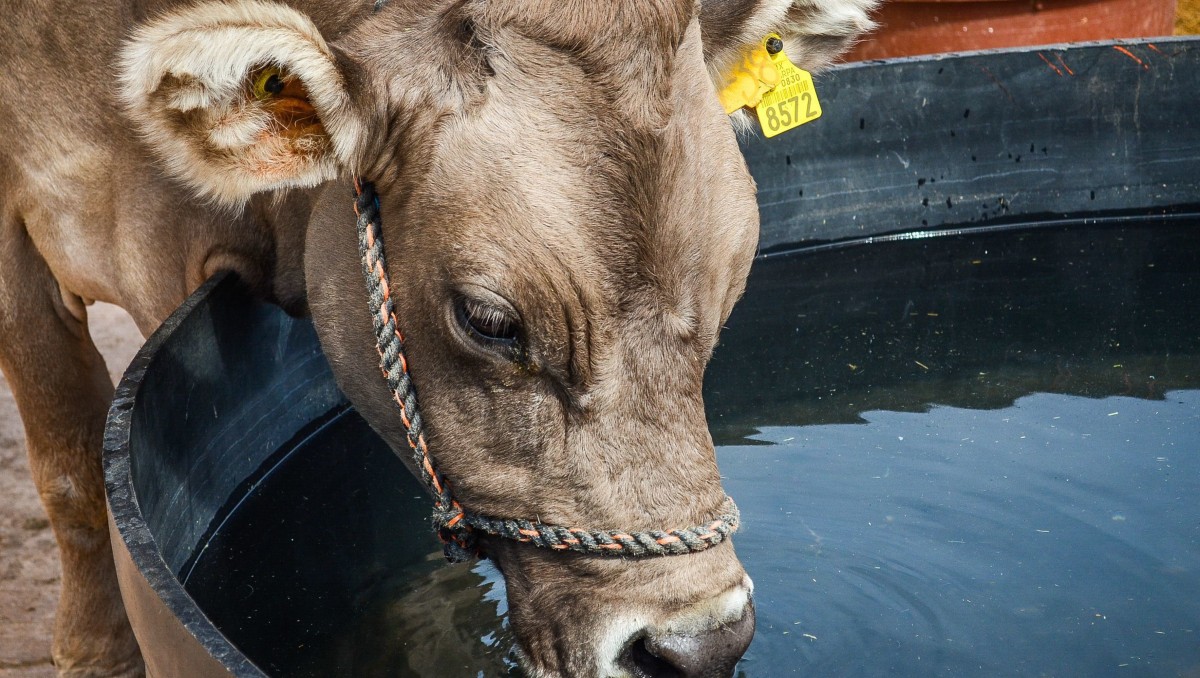 El gusano barrenador afecta al ganado y ocasionalmente a humanos, informó la Ssa. (Foto: Cuartoscuro)