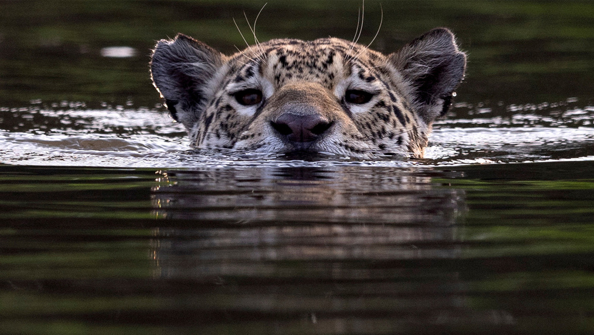 La pérdida forestal, la cacería y la urbanización amenazan al jaguar mexicano | Especial