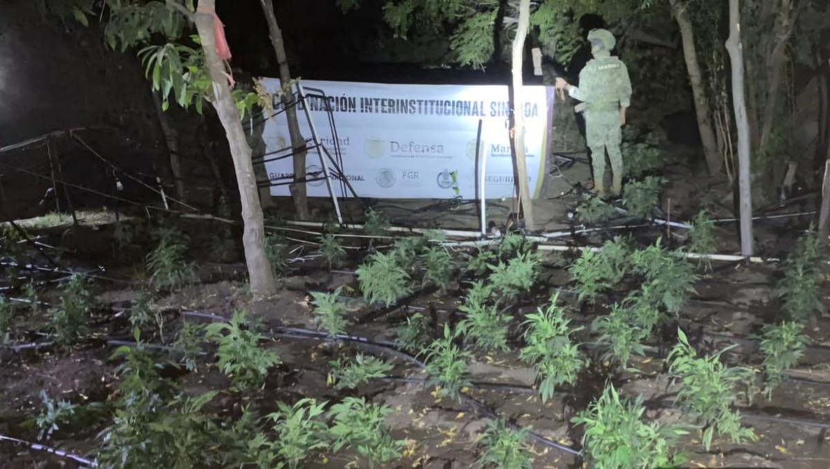 Autoridades destruyeron más de dos toneladas de mariguana en Elota, Sinaloa. | Especial