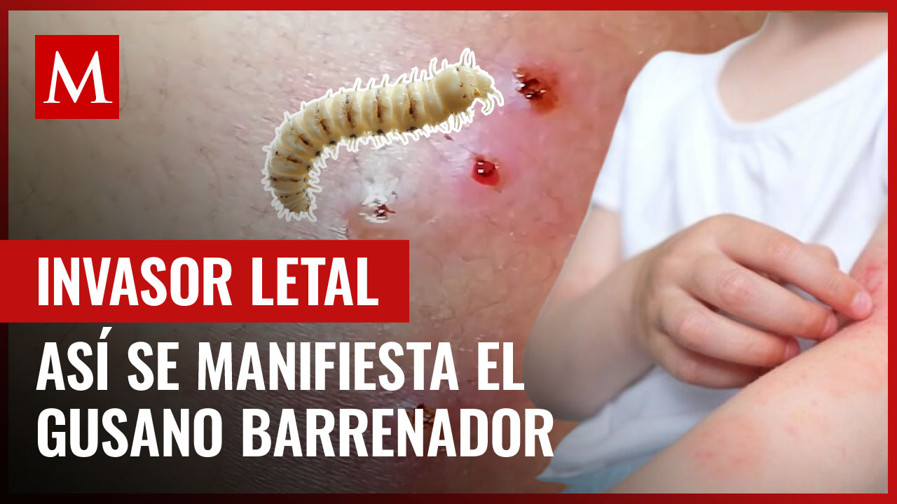 ¿Cómo identificar al gusano barrenador? Así puedes reconocerlo y actuar a tiempo