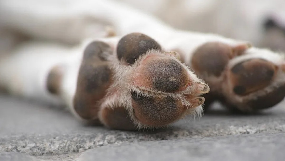 Aspectos de perro | Archivo Milenio