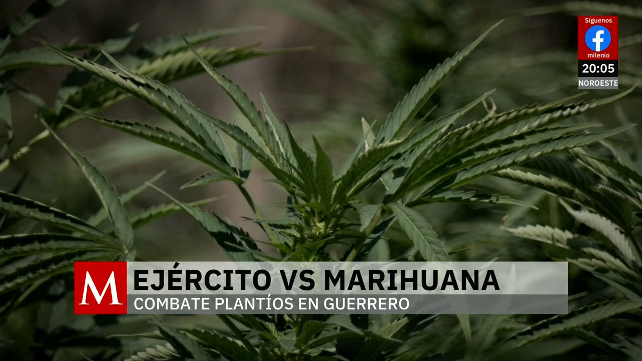 Autoridades destruyen plantíos de amapola y marihuana en zonas rurales de Guerrero