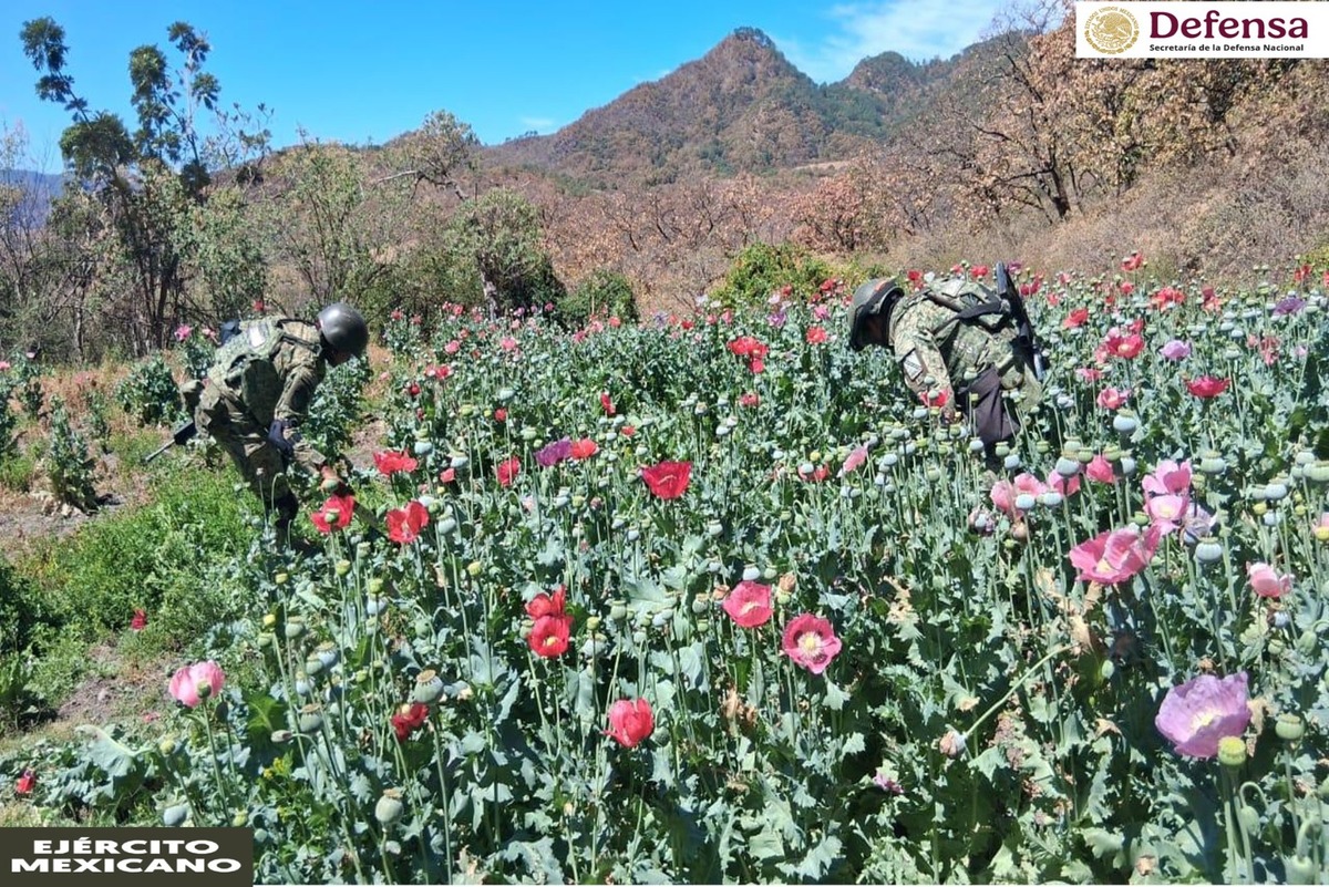 La Defensa erradicó 180 plantíos de amapola y mariguana en cinco entidades. | Especial