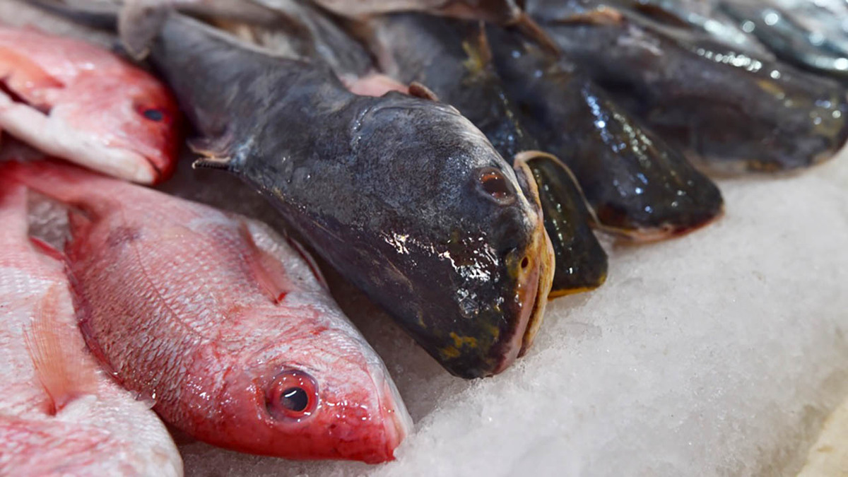 Denuncian venta de pesca ilegal en La Nueva Viga