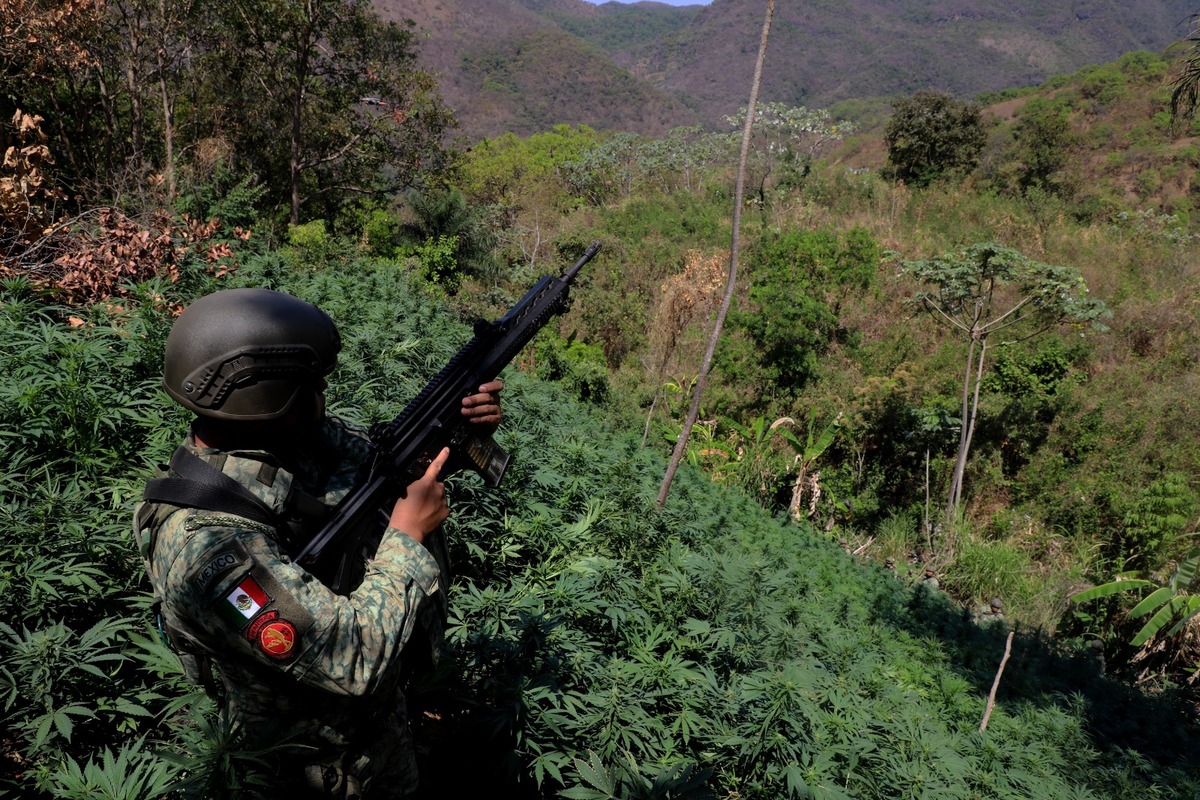 Para erradicar este campo, fue desplegada una base de operaciones de 28 elementos del Ejército | Javier Ríos