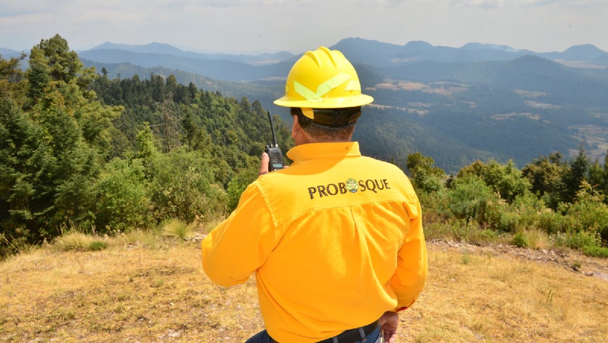 Probosque registra una reducción de incendios en comparación a 2024. Foto: (Especial)