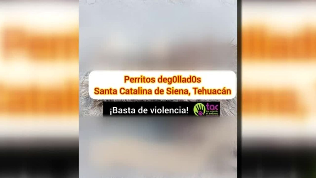 En Puebla, los niveles de maltrato animal hacia perros cada vez incrementa más