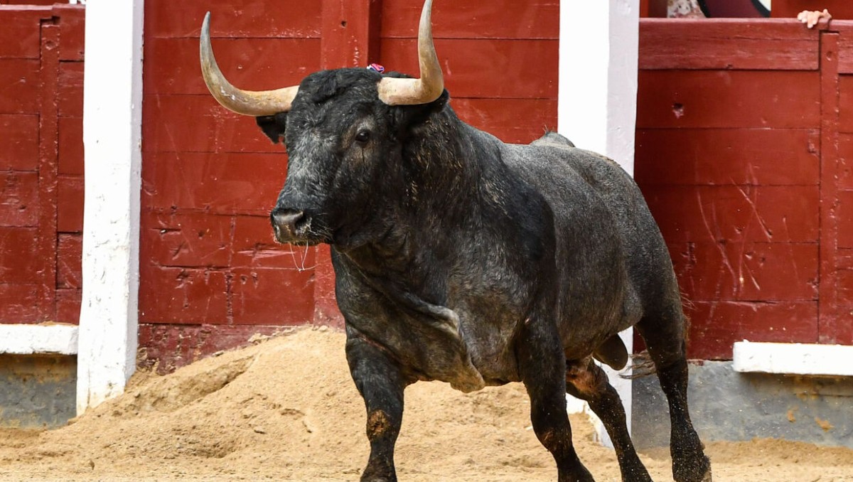 El toro causó pánico entre la multitud.