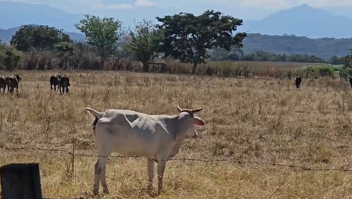 Gusano barrenador afecta a mujer en Chiapas; es atendida en Tapachula | Especial