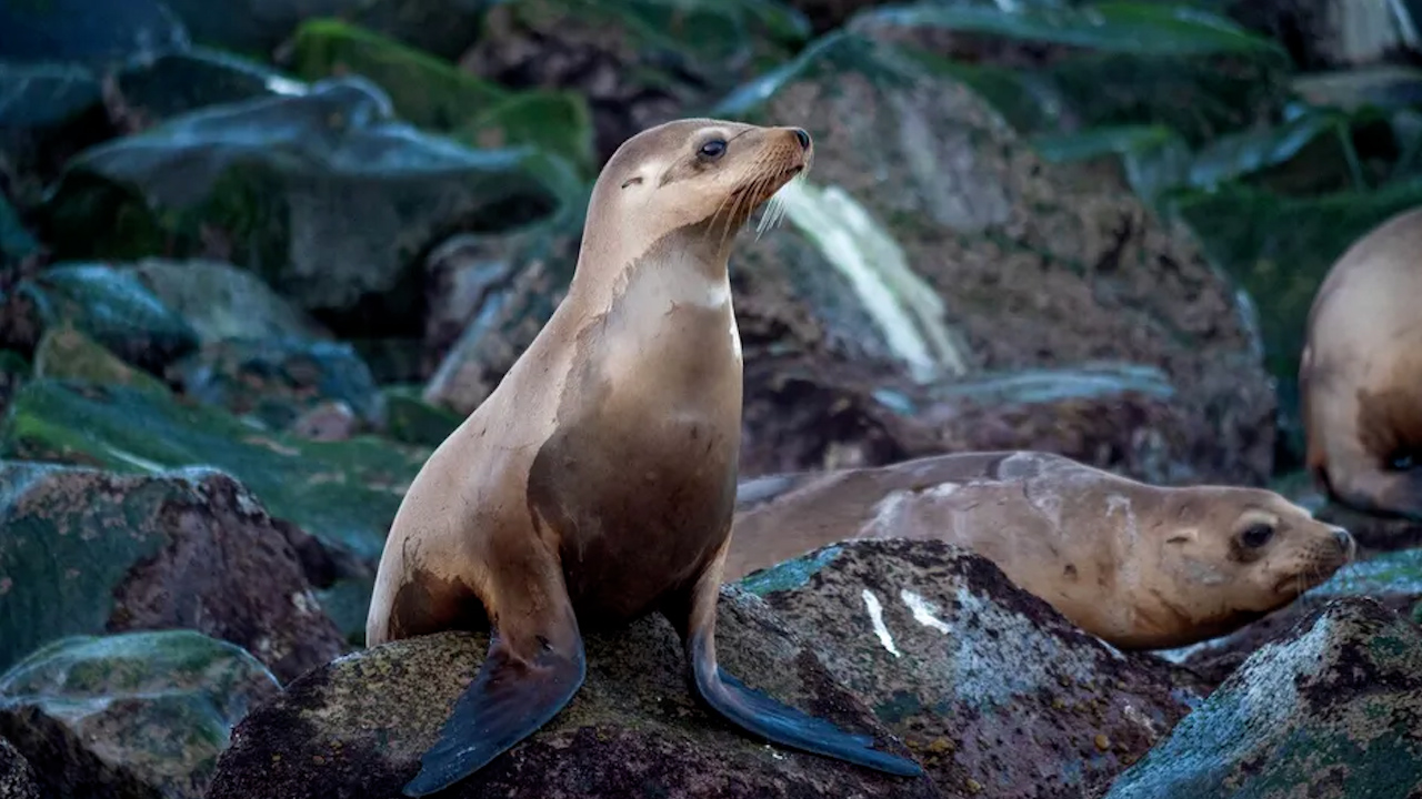Desenmallan y liberan tres lobos marinos en la Isla Consag en BC