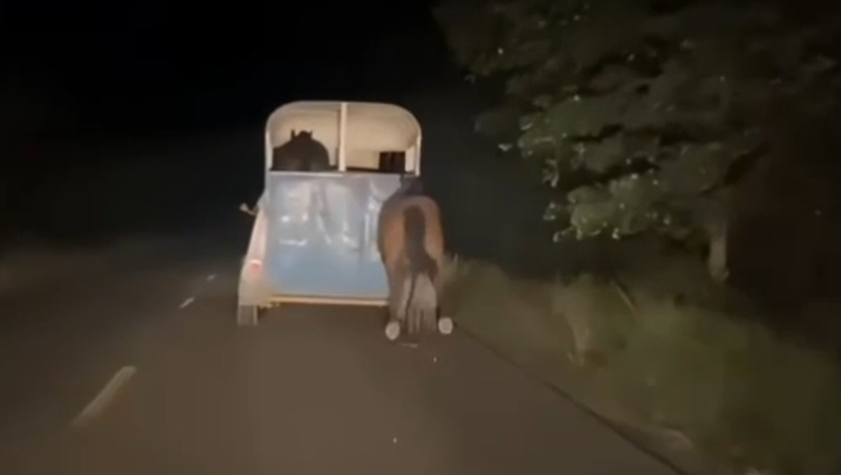 Indignación en redes por caballo amarrado y arrastrado más de 10 kilómetros | Especial