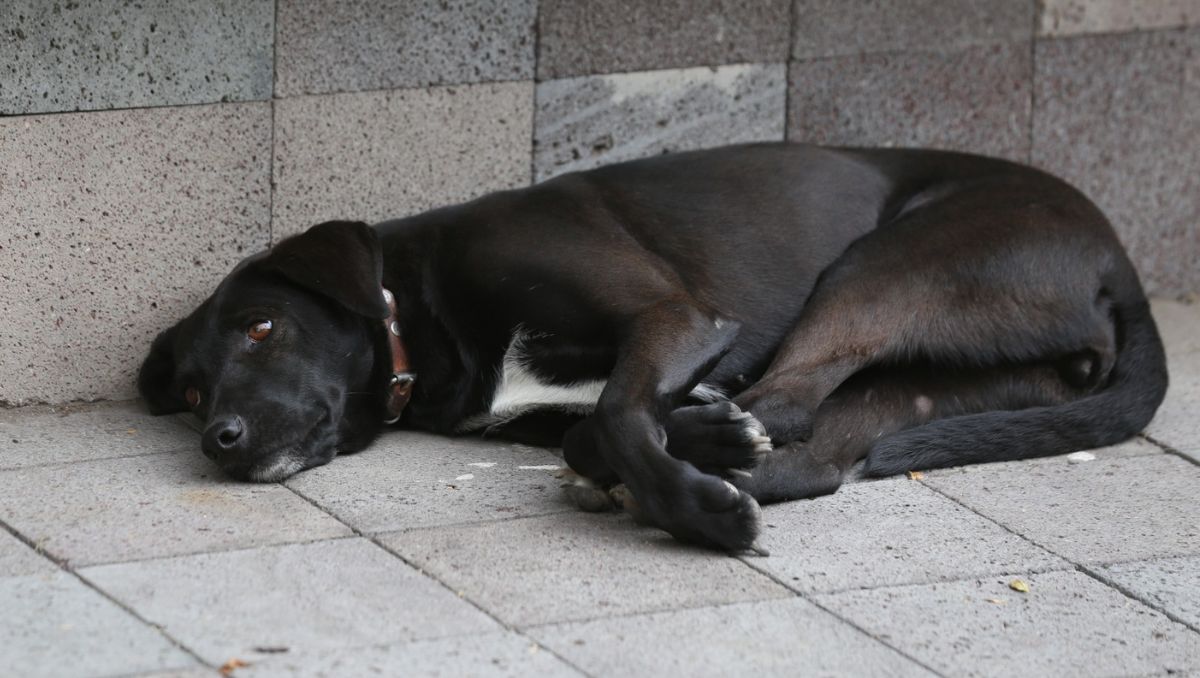 Los mamíferos entran en tres fases de sueño. Los perros y gatos pueden tener pesadillas | Jorge Carballo/Milenio