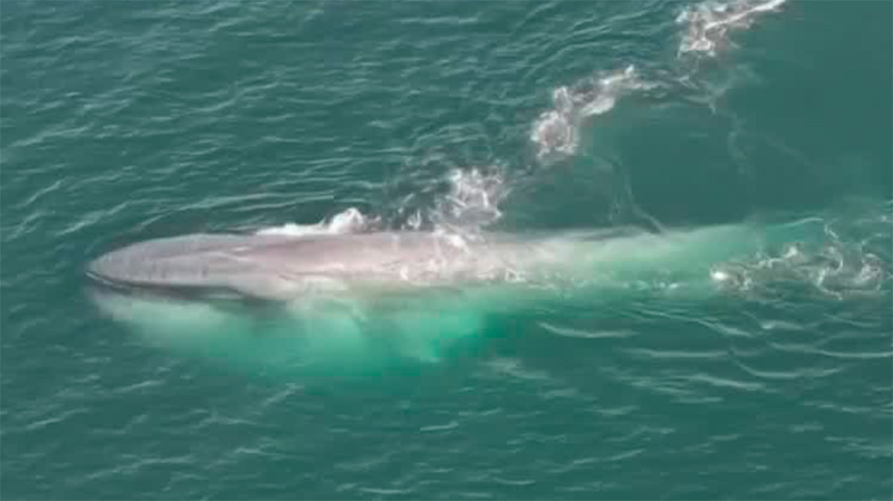 Organizaciones sociales llaman a sumarse a la vigilia por las ballenas | Milenio Hábitat