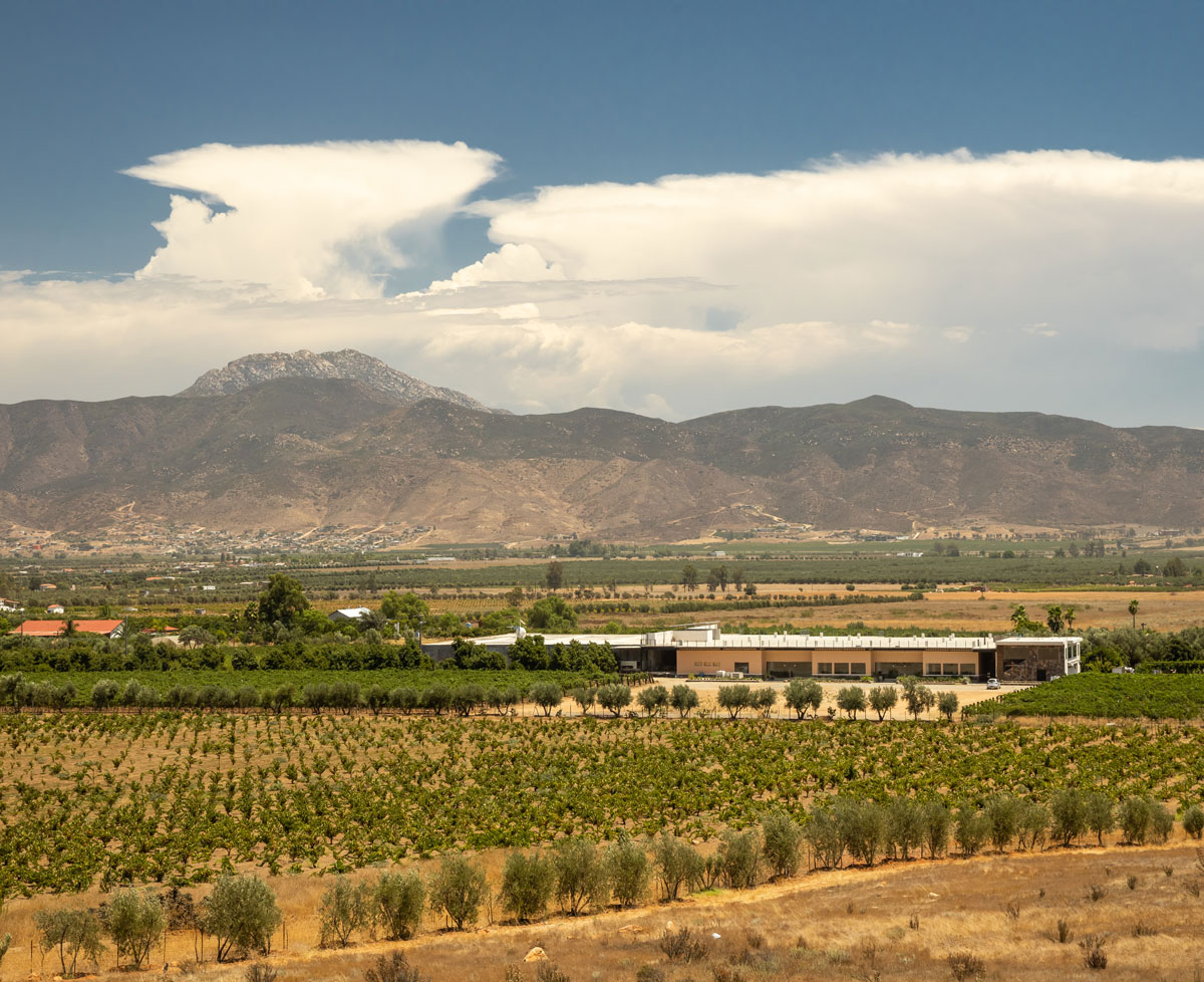 Paisaje del Valle de Guadalupe. Fotos: Cortesía y Shutterstock