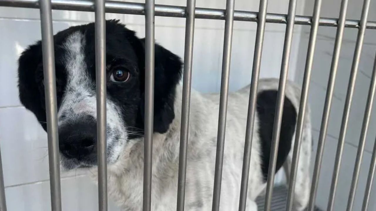 Reconocen legalmente como víctima a 'Huesitos', perro atacado en Michoacán en 2024