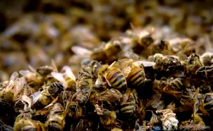 Enjambre de abejas ataca a hombre y pierde la vida en Reynosa. (Archivo)