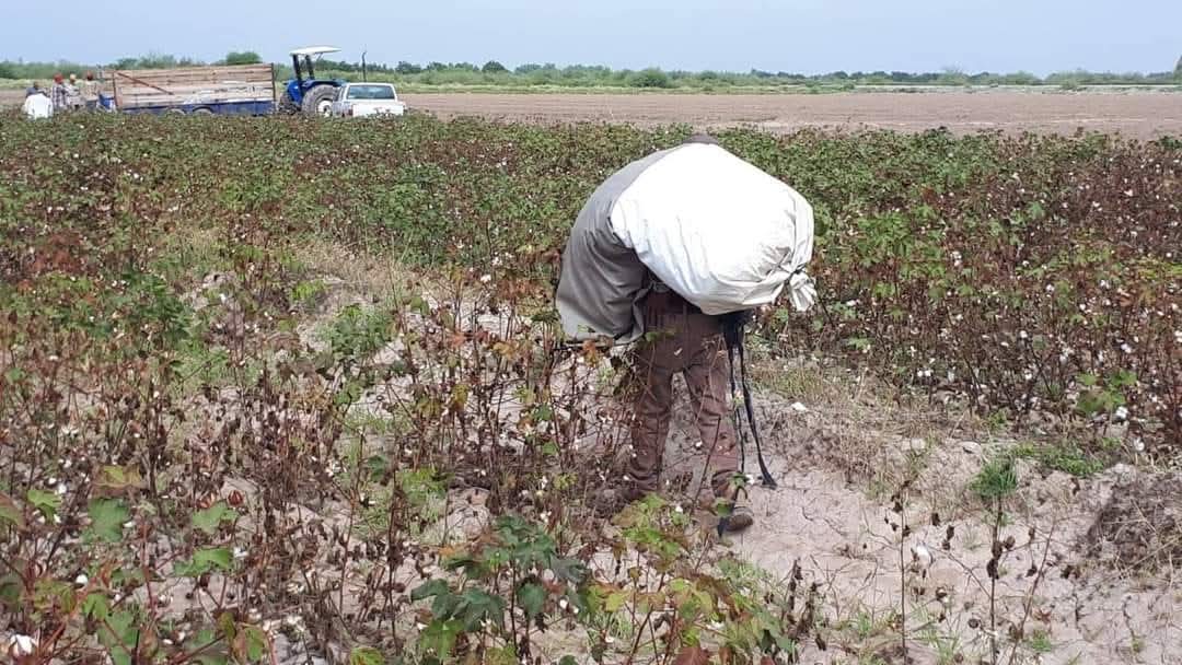 Trabajos temporales en el campo. | Archivo