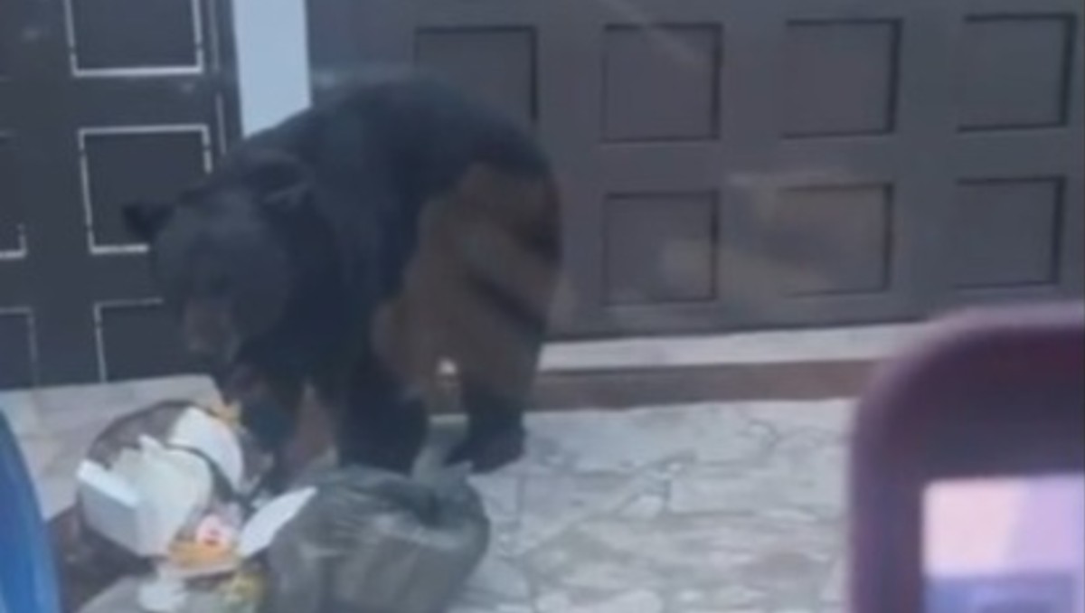 El animal fue visto en los límites de las colonias Pedregal del Valle y Colonial de la Sierra. Foto: Especial