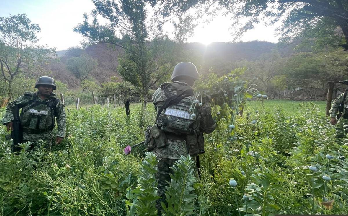 Autoridades destruyen plantíos de amapola y mariguana