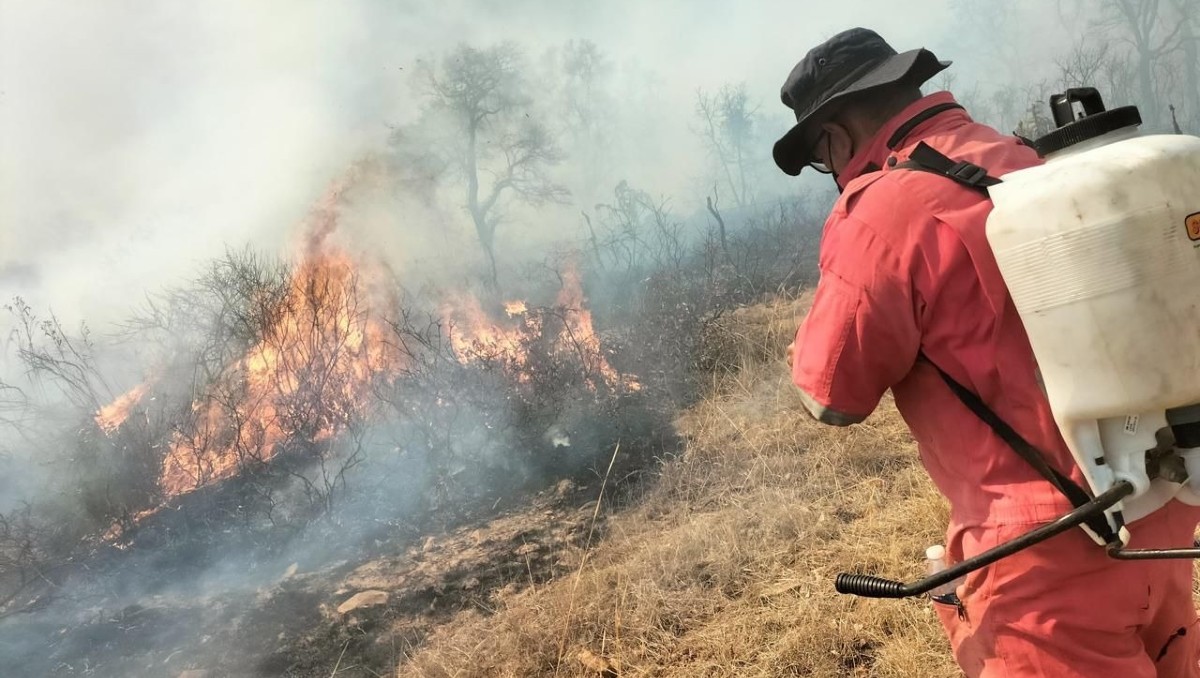 Incendio en Cerro de Amoles, Guanajuato | Cortesía.