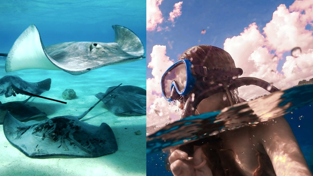 Susanfibio revela maravillas ocultas de Playa Miramar y sorprende a todos