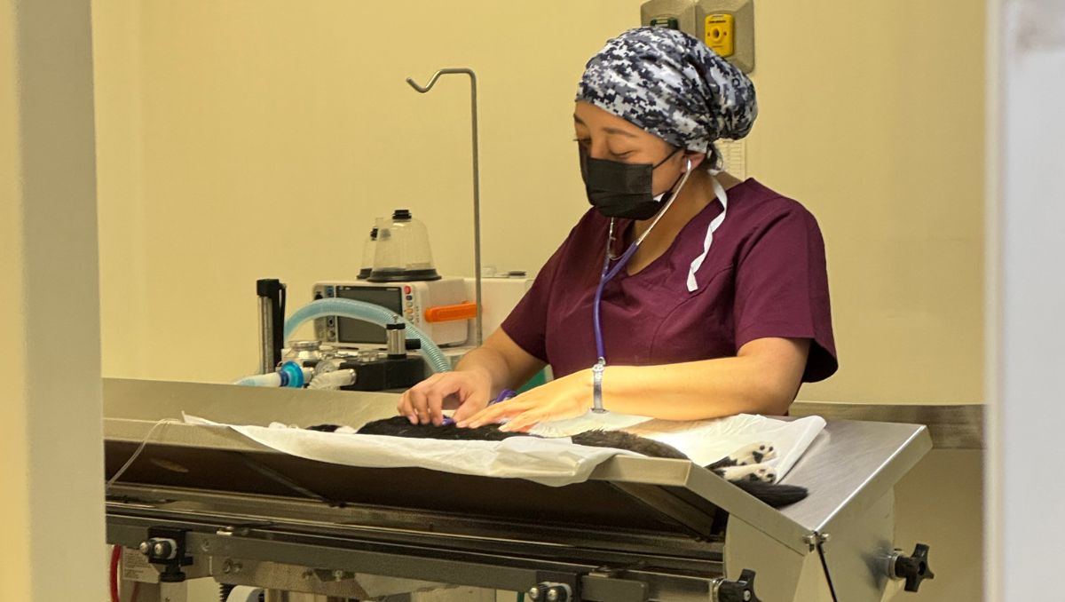 Desde su creación, el HVCM ha brindado más de 100 mil atenciones médicas, incluyendo hospitalización de perros y gatos| Jovana Medina/ Milenio