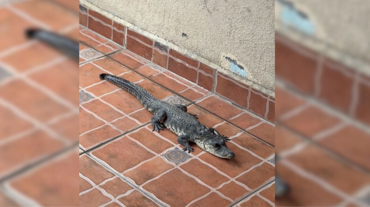 Algunos llegaron a pensar que era una figura de adorno hasta que el animal parpadeó.| Archivo