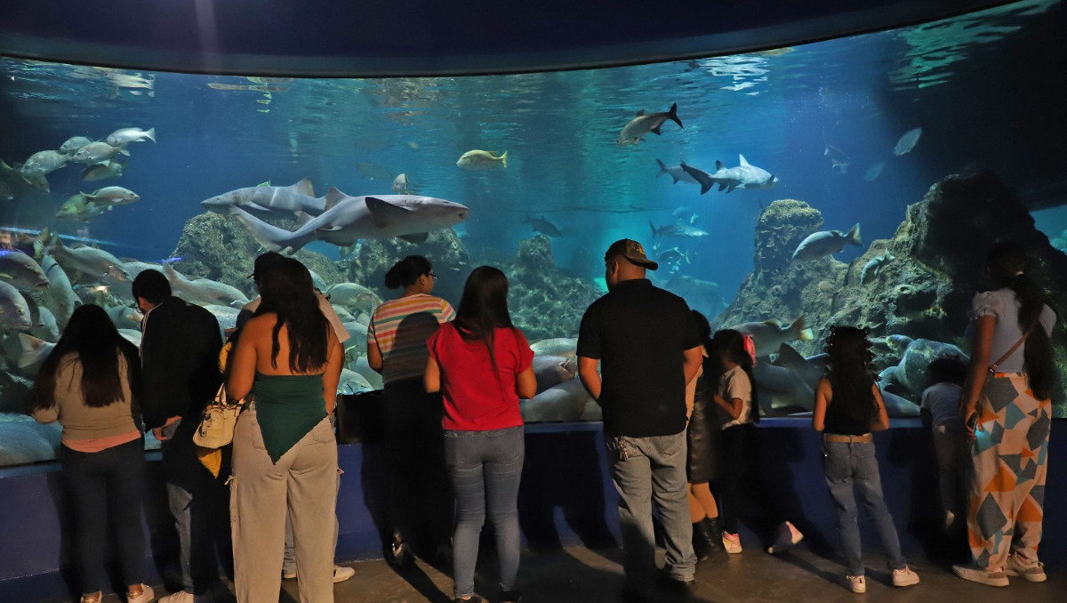 Acuario Michin de Puebla | Melanie Torres
