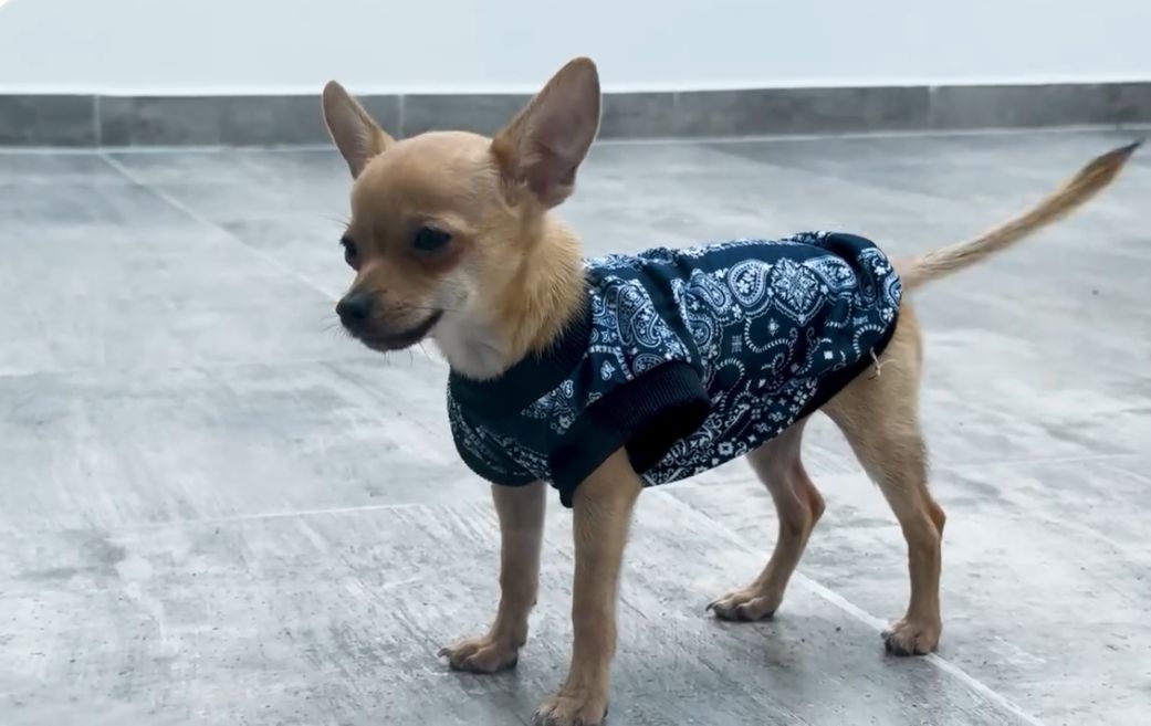 "Osito" fue retirado de su entorno como medida cautelar. | Foto: Especial