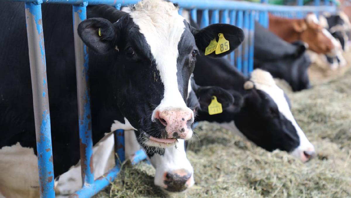 El brote enciende alertas y paraliza la venta de ganado a Estados Unidos. | Foto: (Especial)