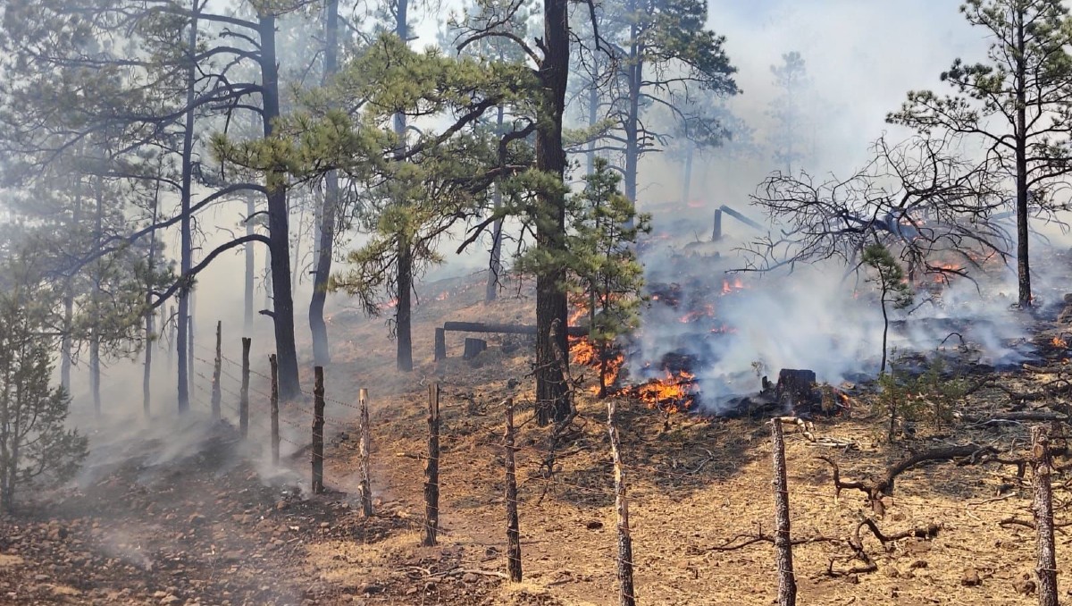 Implementan nuevas estrategias para combatir incendios forestales en Chihuahua | Especial