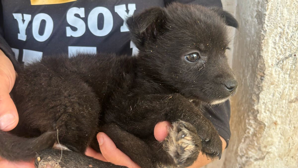 La perrita sobreviviente llamada 'Osa', requiere atención en una de sus patas afectadas por el incendio (Foto: Josefina Ruíz)