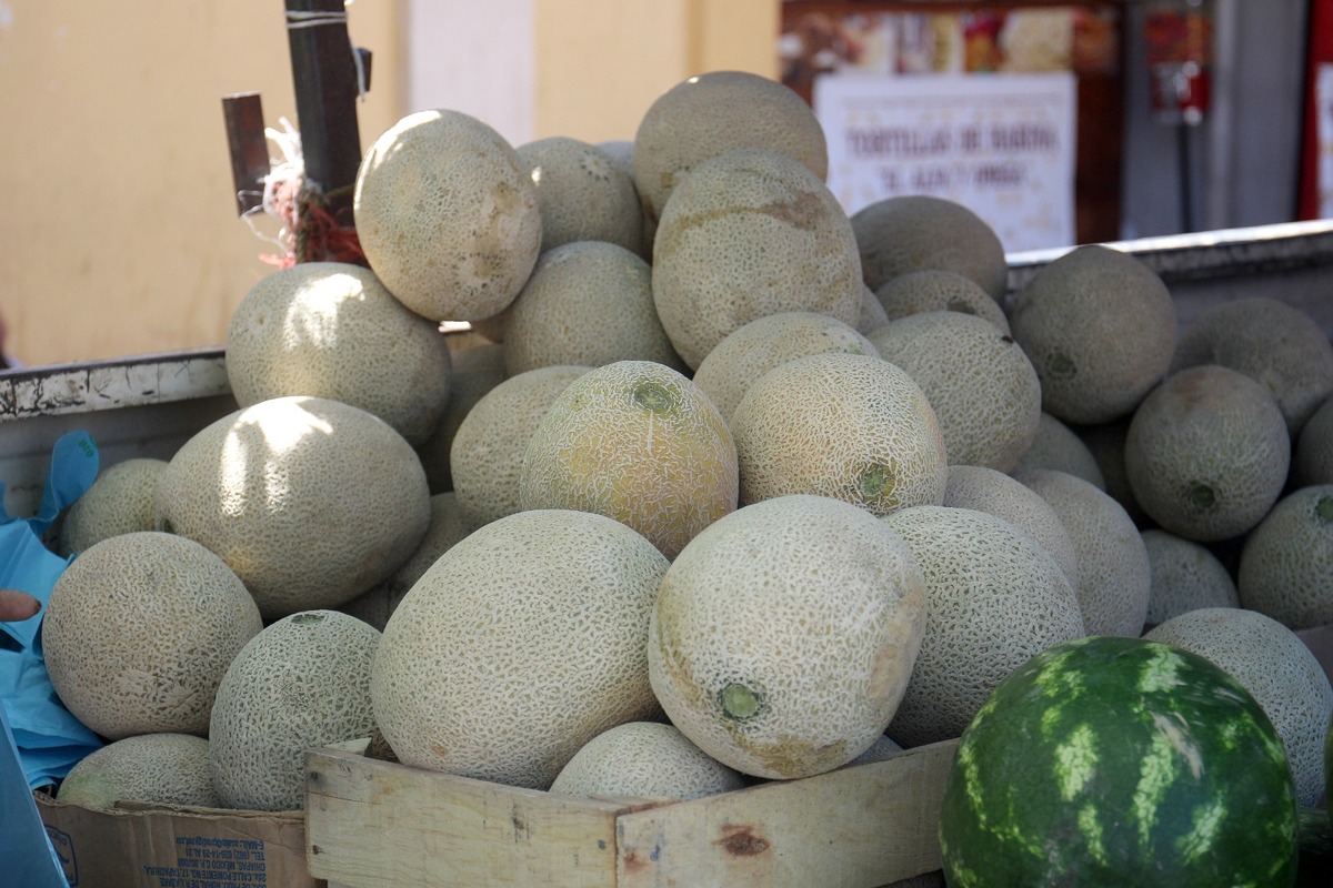Productores esperan buena venta de melón. | Rolando Riestra