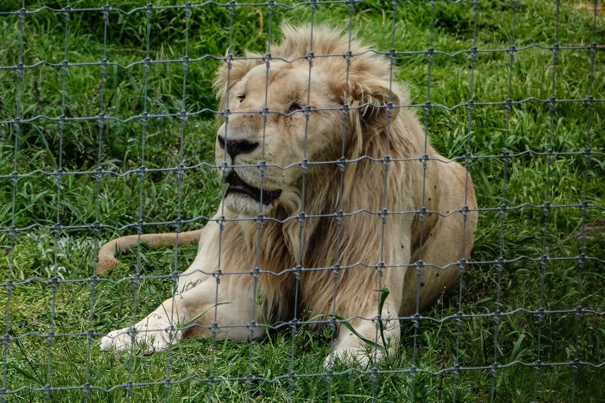 Muere león blanco del zoológico de Culiacán; denuncian más casos de maltrato animal