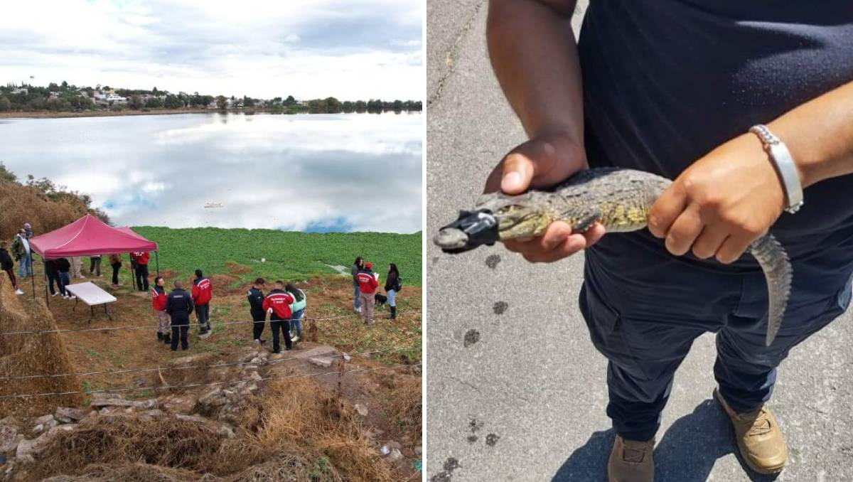 Mantienen operativo de captura de cocodrilos en presa de Cuautitlán Izcalli. Foto: (Especial)