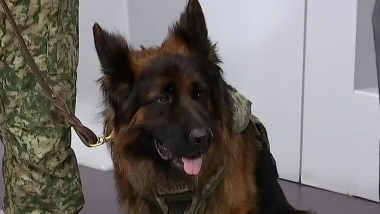‘Arkadas’, perro rescatista donado por Turquía, cumple dos años al servicio del Ejército Mexicano
