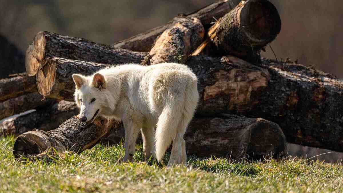 El lobo gigante vivió desde América del Norte hasta las Pampas del centro de Argentina| Reuters