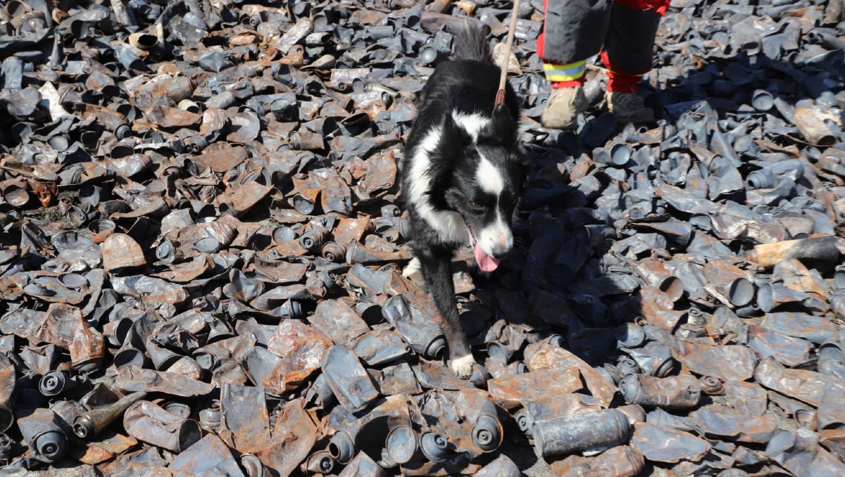 Perros entrenados buscan a persona desaparecida en incendio del Álamo Industrial (Cortesía)